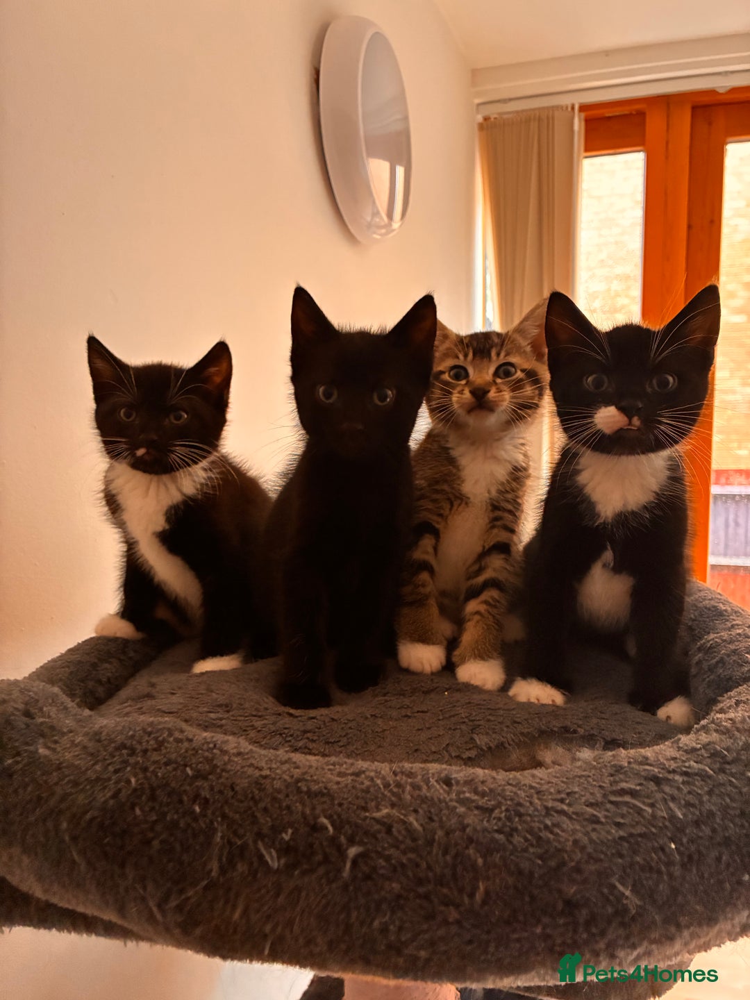 Mixed Breed cats for sale: Beautiful and super playful kittens  - Image 20