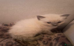 Ragdoll cats for sale: 💙 BLUEPOINT RAGDOLL BOY FOR SALE 💙 - Image 38