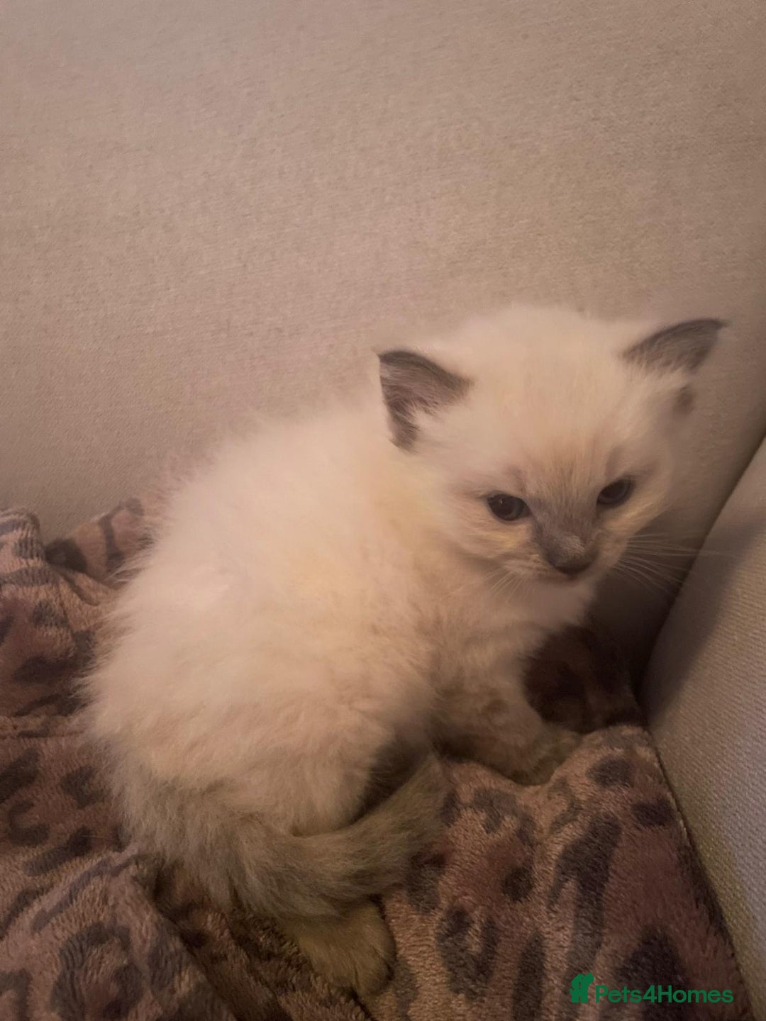Ragdoll cats for sale: 💙 BLUEPOINT RAGDOLL BOY FOR SALE 💙 - Image 38