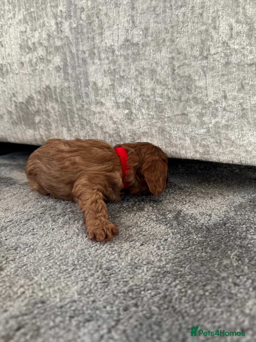 Cavapoo dogs for sale: Superb quality Cavapoo Puppies  - Advert 36