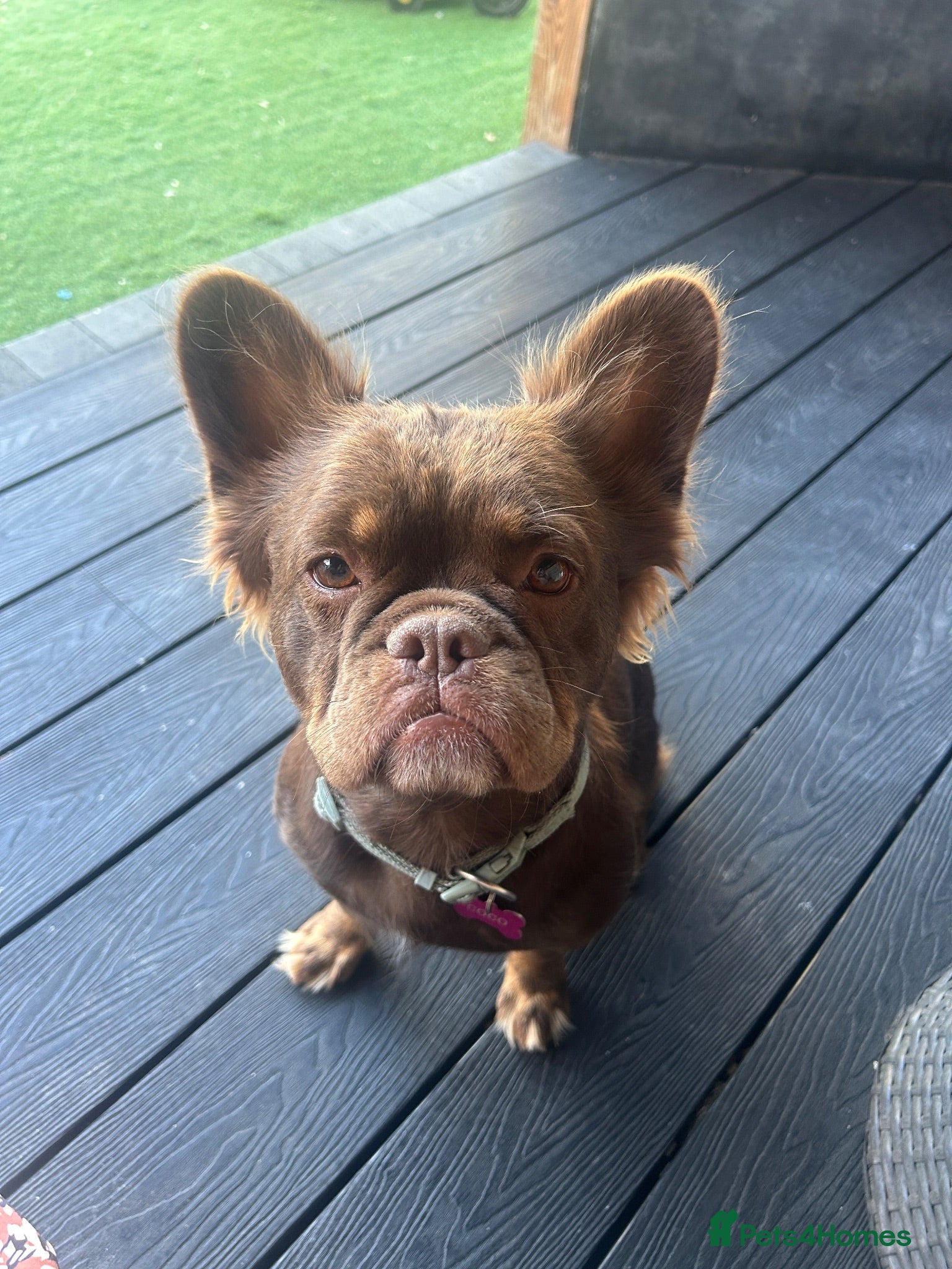French Bulldog dogs Fluffy Frenchies 2 girls ready - Advert 2