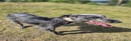 Lurcher dogs for stud: Firstcross Bedlington whippet  - Advert 5