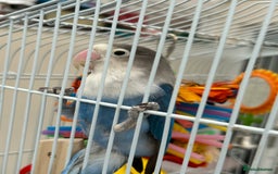 Lovebirds birds for sale: Love birds x 2 - Image 3