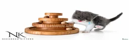 British Shorthair cats for sale: 10 Week old GCCF REG BSH KITTENS  - Advert 23