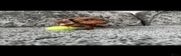 Dachshund dogs for sale: Miniature Dachshund - Advert 13