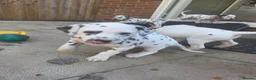 Dalmatian dogs for sale: Gorgeous pups READY NEXT WEEK! in Wakefield - Advert 13