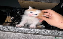 Mixed Breed cats for sale: 7 Mixed Kittens - Ginger, Tabby, Calico, White - Advert 17