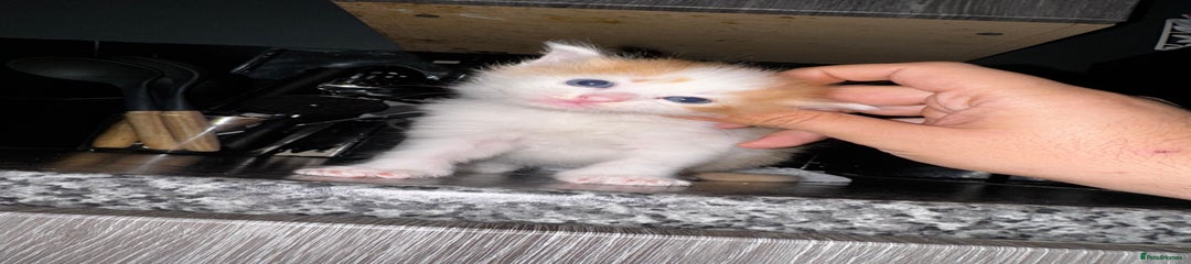 White & Ginger Kitten 1 - Mixed - Ready 8wks