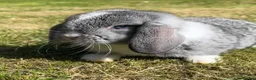 Mini Lop rabbits for sale: Beautiful Mini Lops - Advert 11