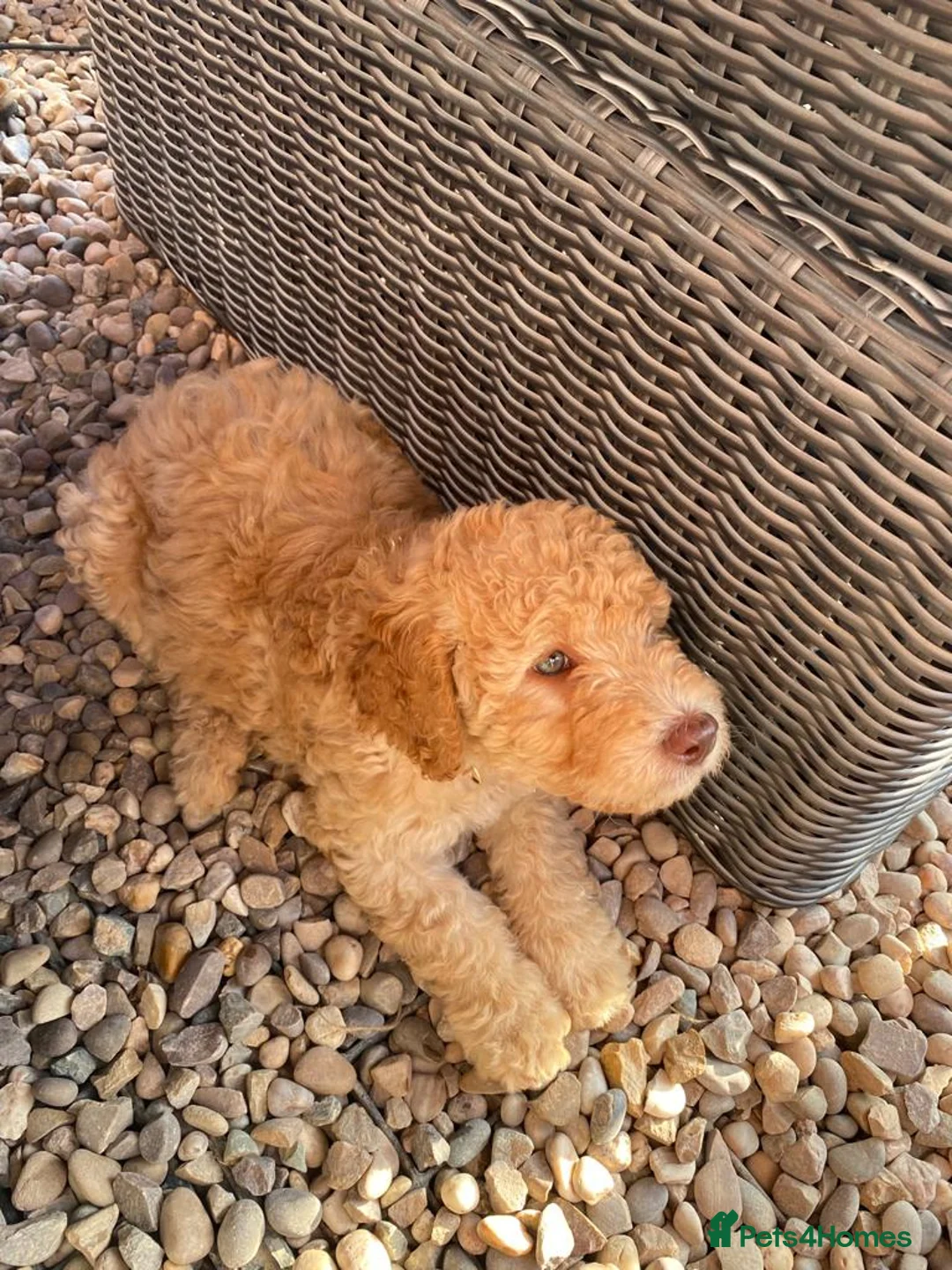 Labradoodle dogs for stud: Chocolate Standard Labradoodle Multigenerational  in Matlock - Advert 13