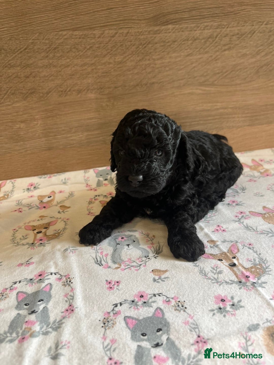 Miniature Poodle dogs for sale: I have 3 black beautiful miniature poodles - Advert 8