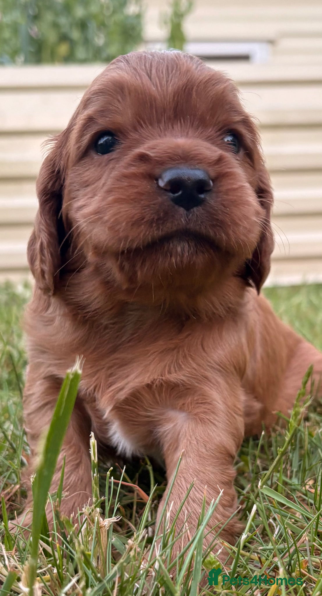 Cocker Spaniel dogs KC Reg Working Cocker Spaniel Puppies – Ready Soon - Advert 2