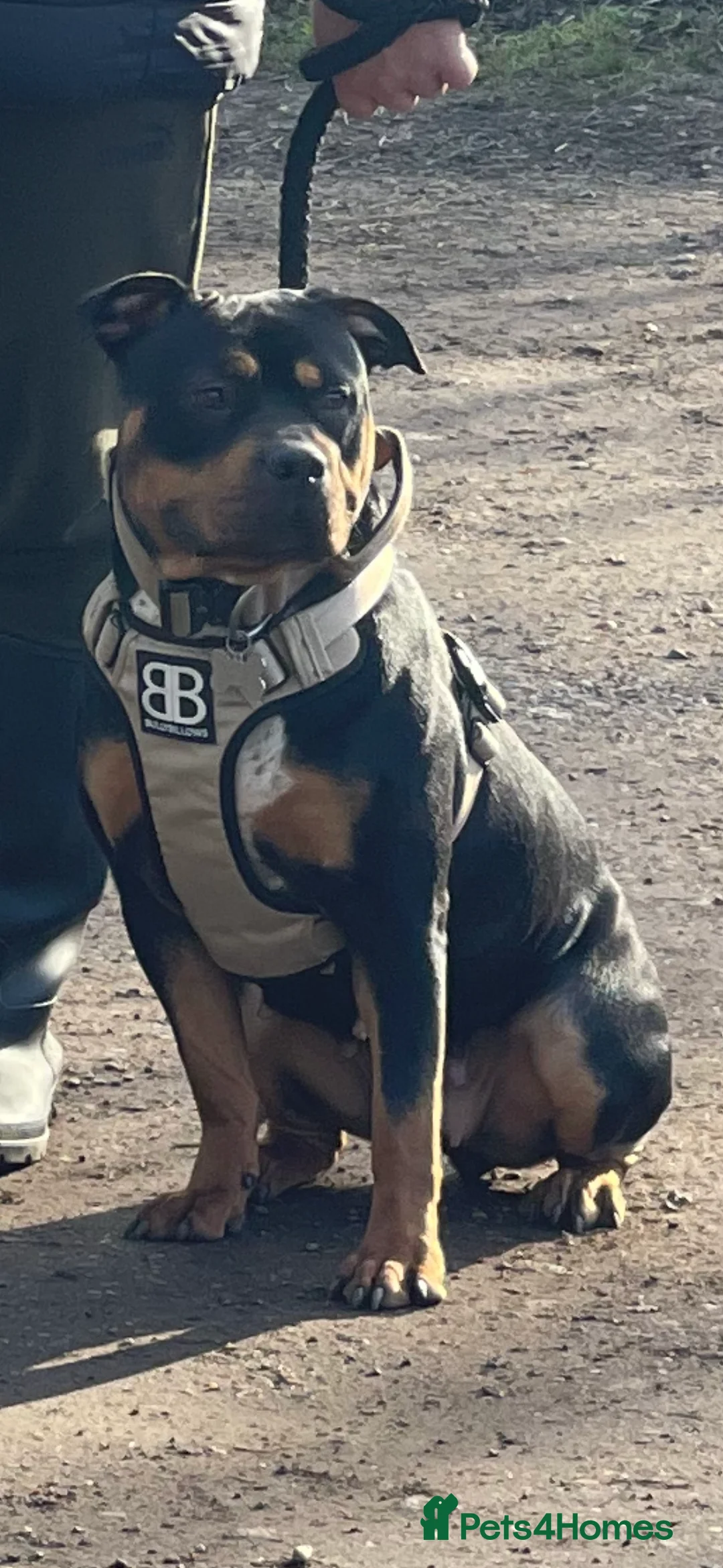 Mixed Breed dogs for sale: Beautuful bully - Advert 9