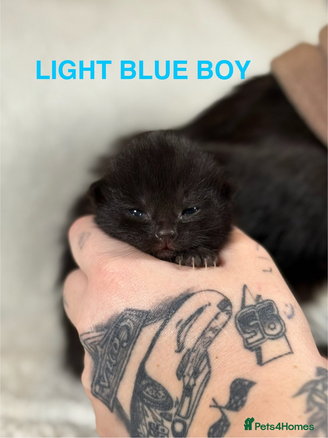 Domestic Shorthair cats for sale: 🐾✨ Gorgeous Fluffy Black Kittens – Ready 24/12 🐾 - Image 7