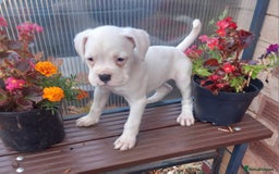 Boxer dogs for sale: KC Registered and ONLY 4 Left! See my 5* reviews - Image 21