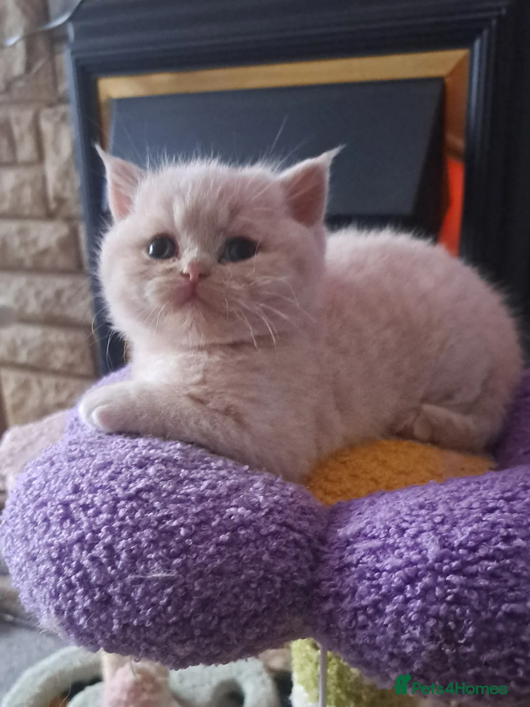 British Shorthair cats for sale: Chunky BSH&BLH kittens - Advert 15