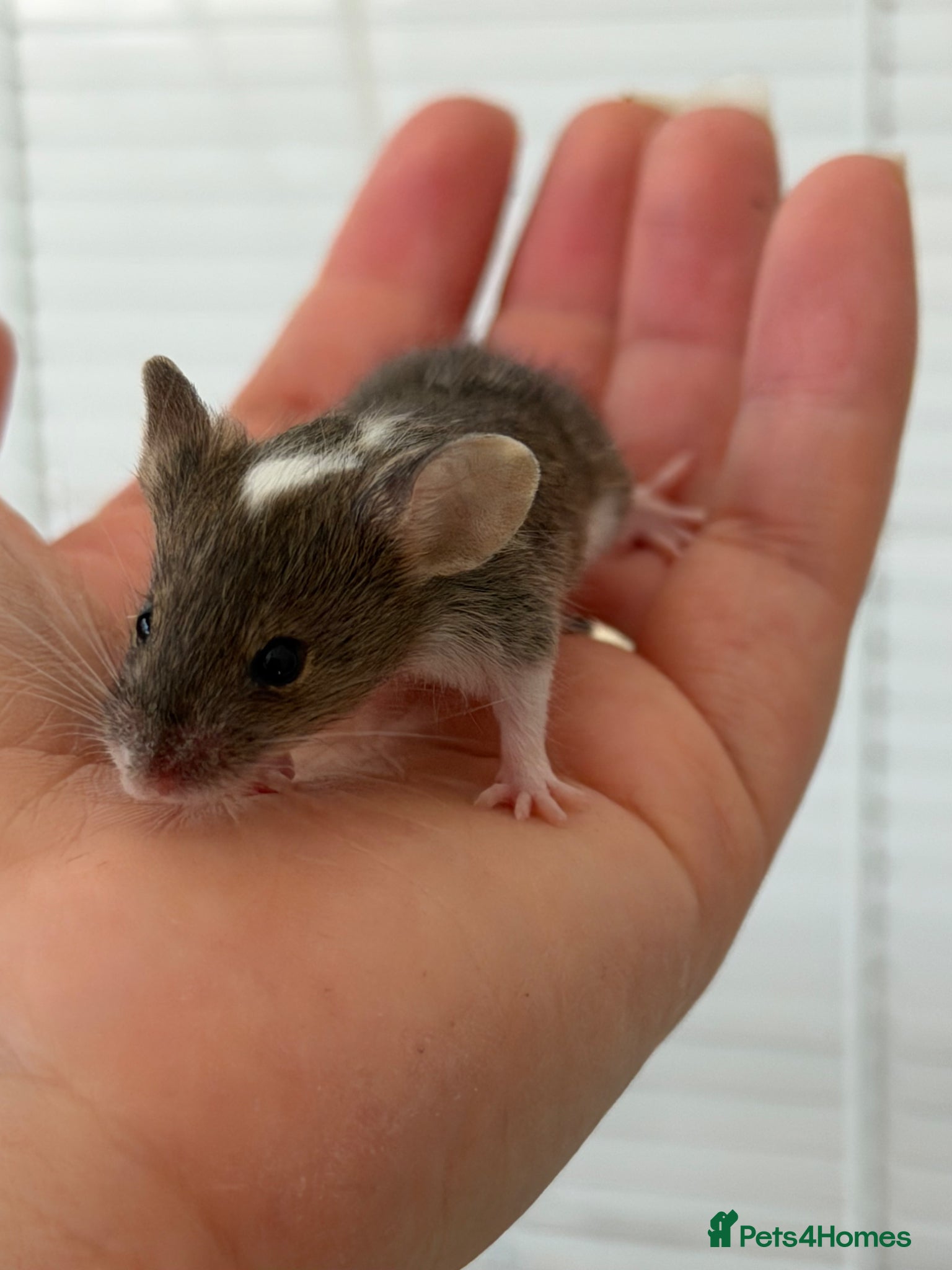 Mouse rodents Baby fancy mice ( 1Boy remains ) - Advert 7