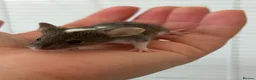 Mouse rodents for sale: Baby fancy pet mice boys-beautiful colours inc tri - Advert 3