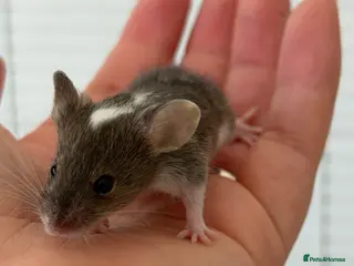 Mouse rodents Baby fancy mice ( 1Boy remains ) - Advert 7