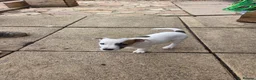 Jack Russell dogs for sale: Jack Russell Puppies x 4 in Hereford - Advert 14