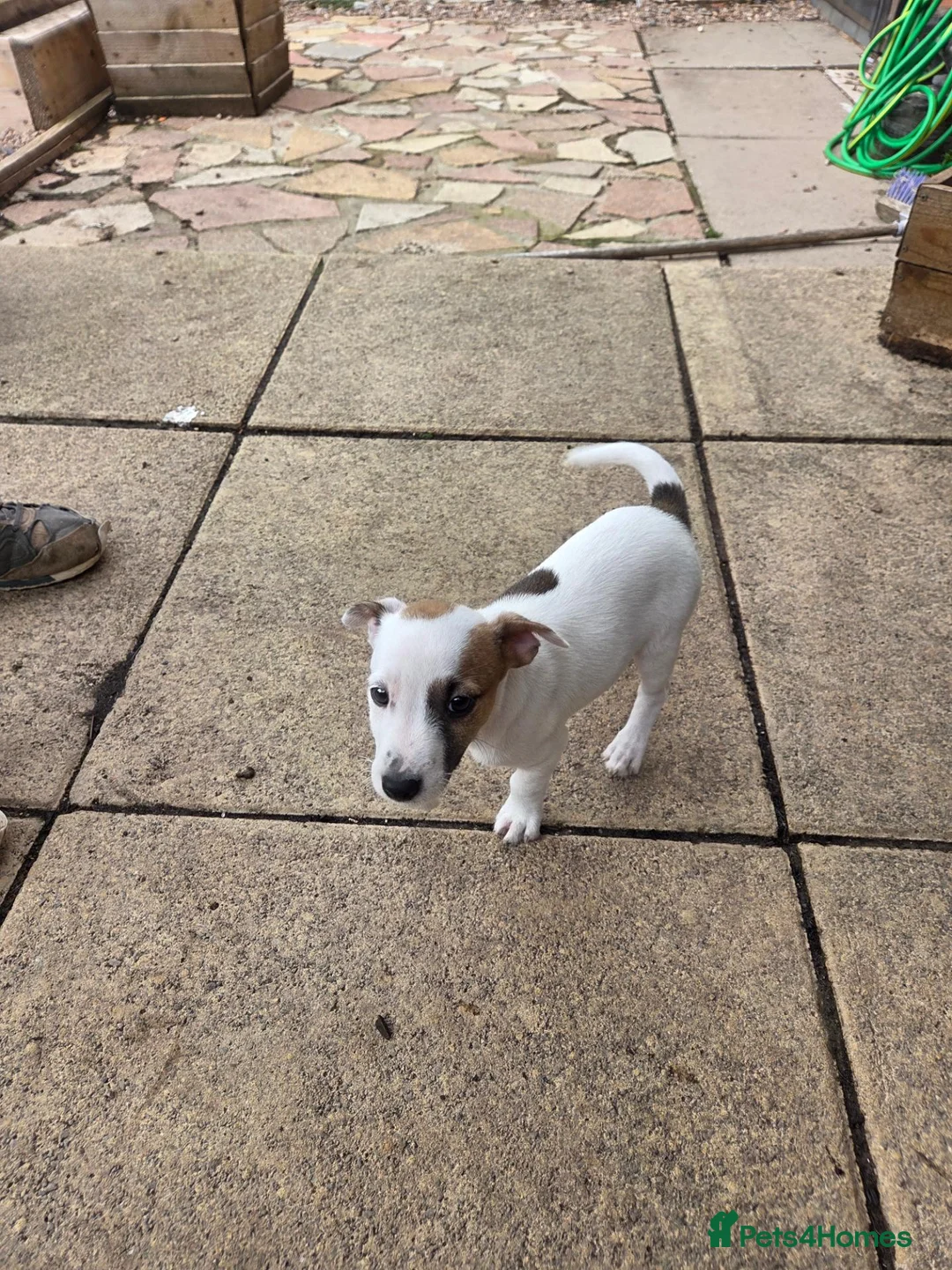 Jack Russell dogs for sale: Jack Russell Puppies x 4 in Hereford - Advert 14