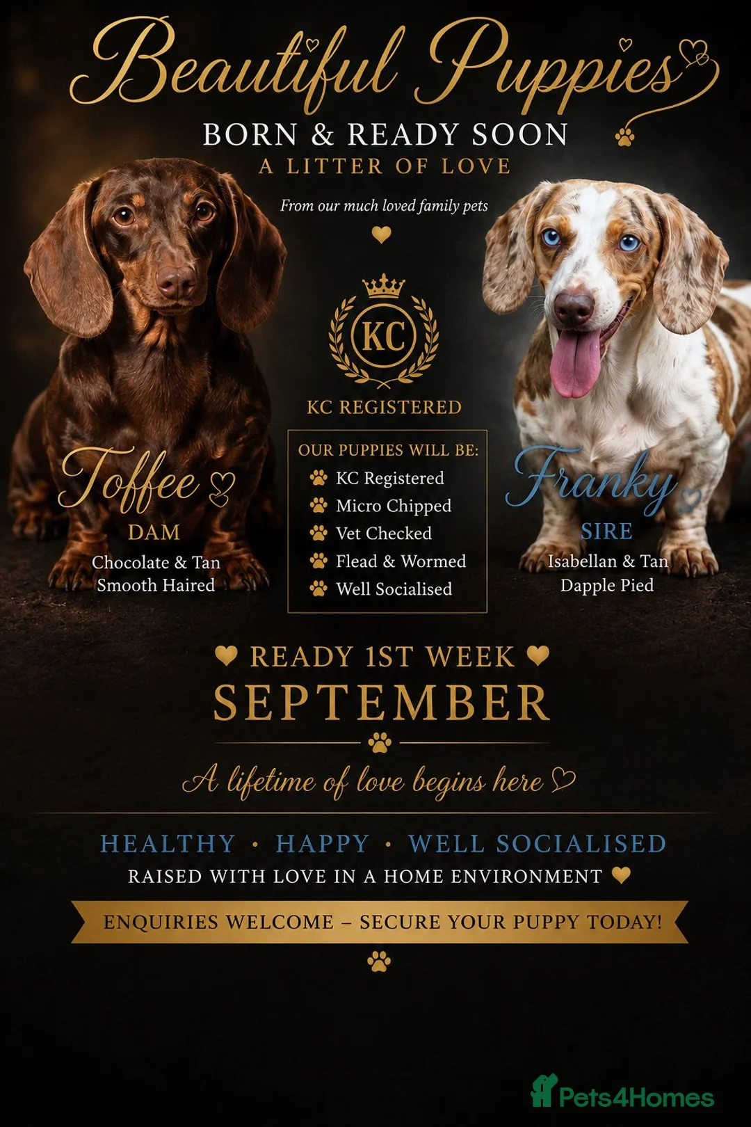 Miniature Dachshund dogs for sale: Amazing Miniature Dachshund puppies  - Advert 2