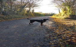 Dobermann dogs for sale: Willow - Image 6