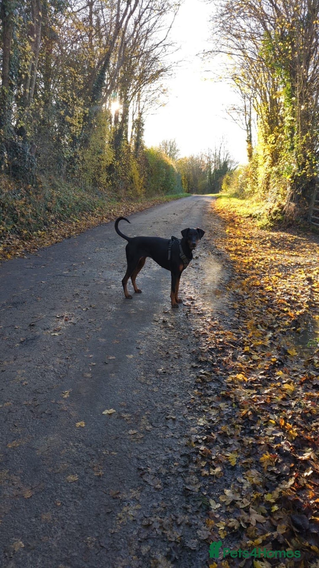Dobermann dogs for sale: Willow - Image 6