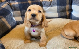 Cocker Spaniel dogs for sale: KC Show Type Cocker Spaniel - Image 8
