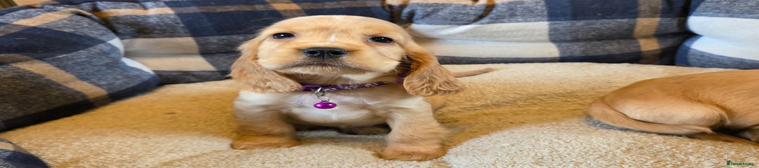 Cocker Spaniel Puppy 6
