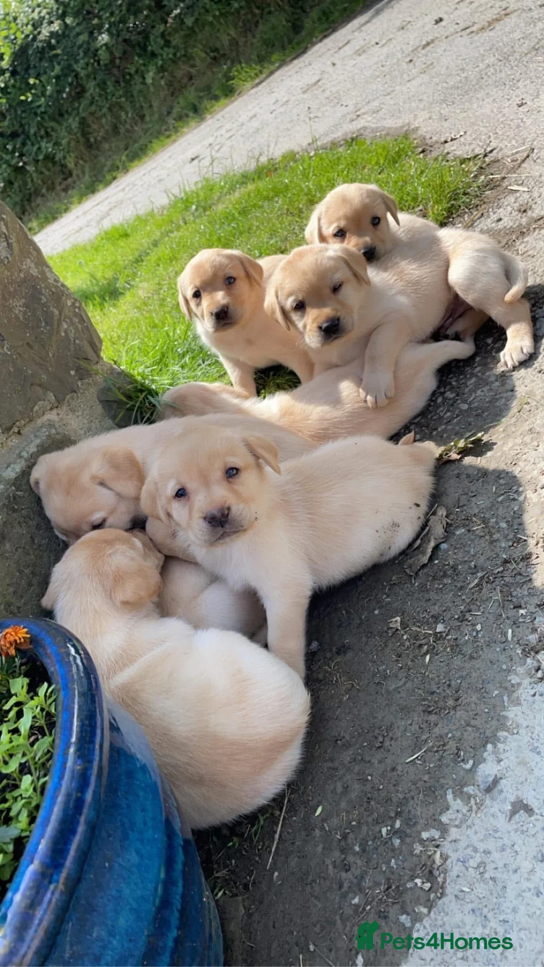 Labrador Retriever dogs for sale: Labrador puppies - Advert 4