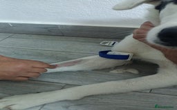 Mixed Breed dogs for adoption: 🌸MEET BIANCA - A Gentle Girl for a Loving Home - Advert 18