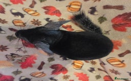 Chinchilla rodents for sale: Black pearl Carriers - Image 9