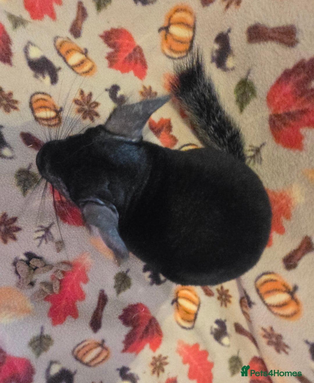 Chinchilla rodents for sale: Black pearl Carriers - Image 9