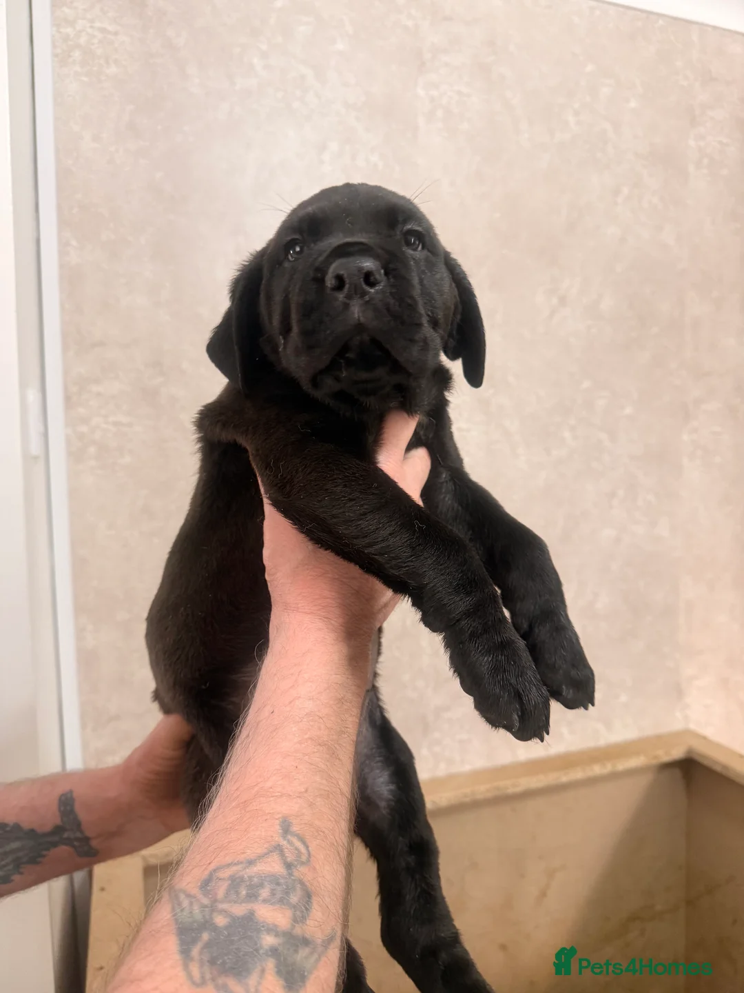 Mixed Breed dogs for sale: Loyal Rotticorso Puppies Black Coat,Powerful Build - Advert 2