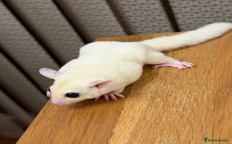 Sugar Glider rodents - Advert 1