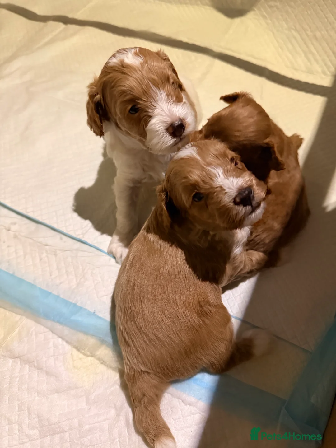 Cockapoo dogs for sale: Toy Poodle x Cockapoo Puppies Family Raised in Hayes - Advert 8