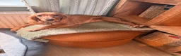 Cocker Spaniel dogs for sale: Female Cocker Spaniel - Advert 5