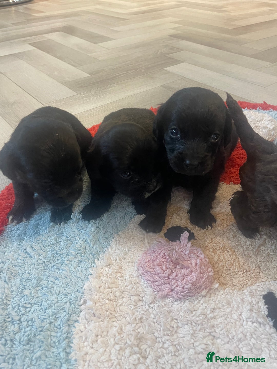 Cockapoo dogs for sale: Litter of beautiful cockapoo puppy’s  - Advert 4