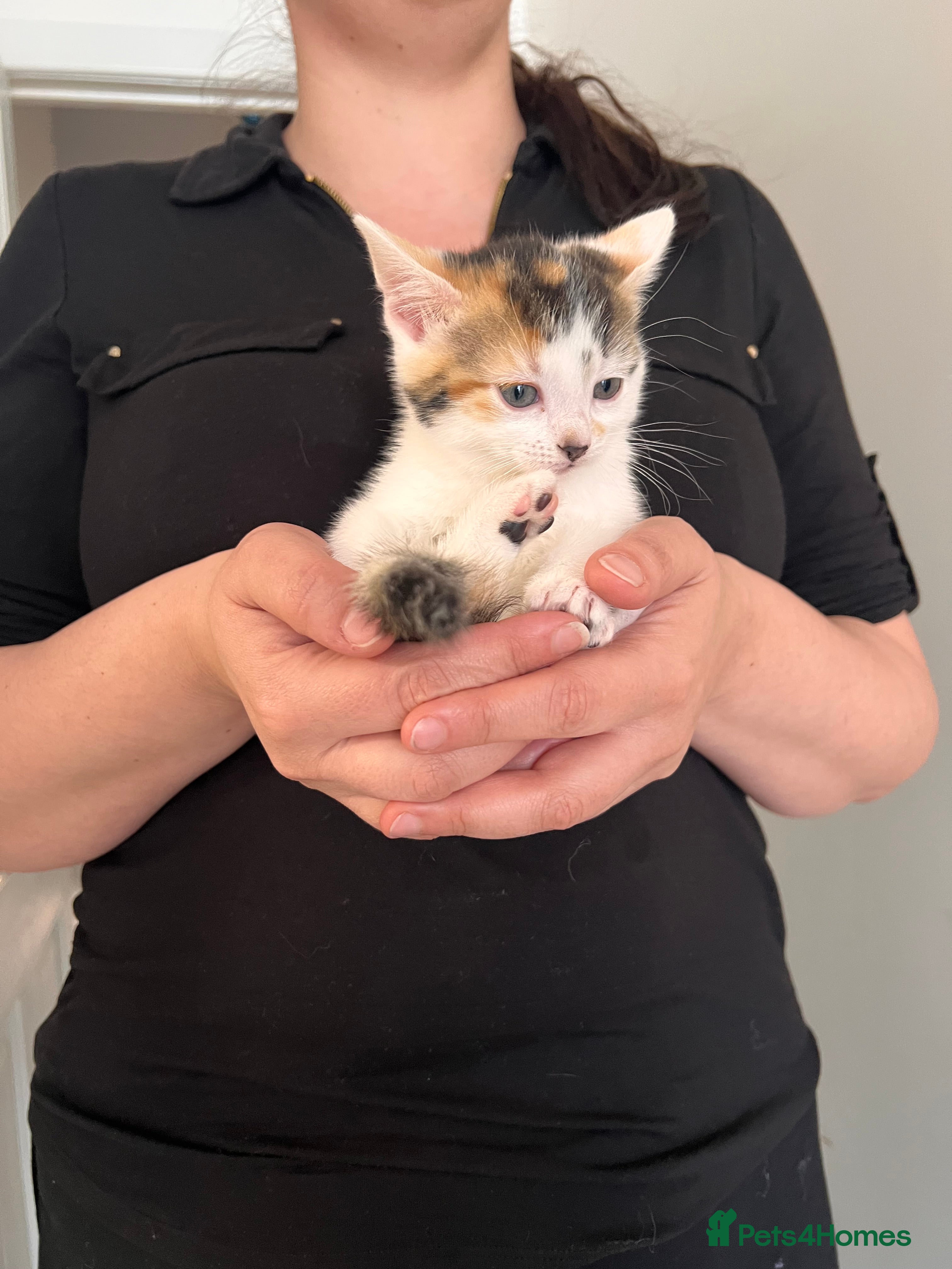 European cats Taby male kittens ready now - Advert 1