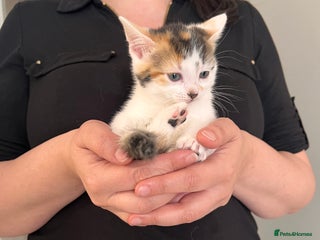 European cats Taby male kittens ready now - Advert 4