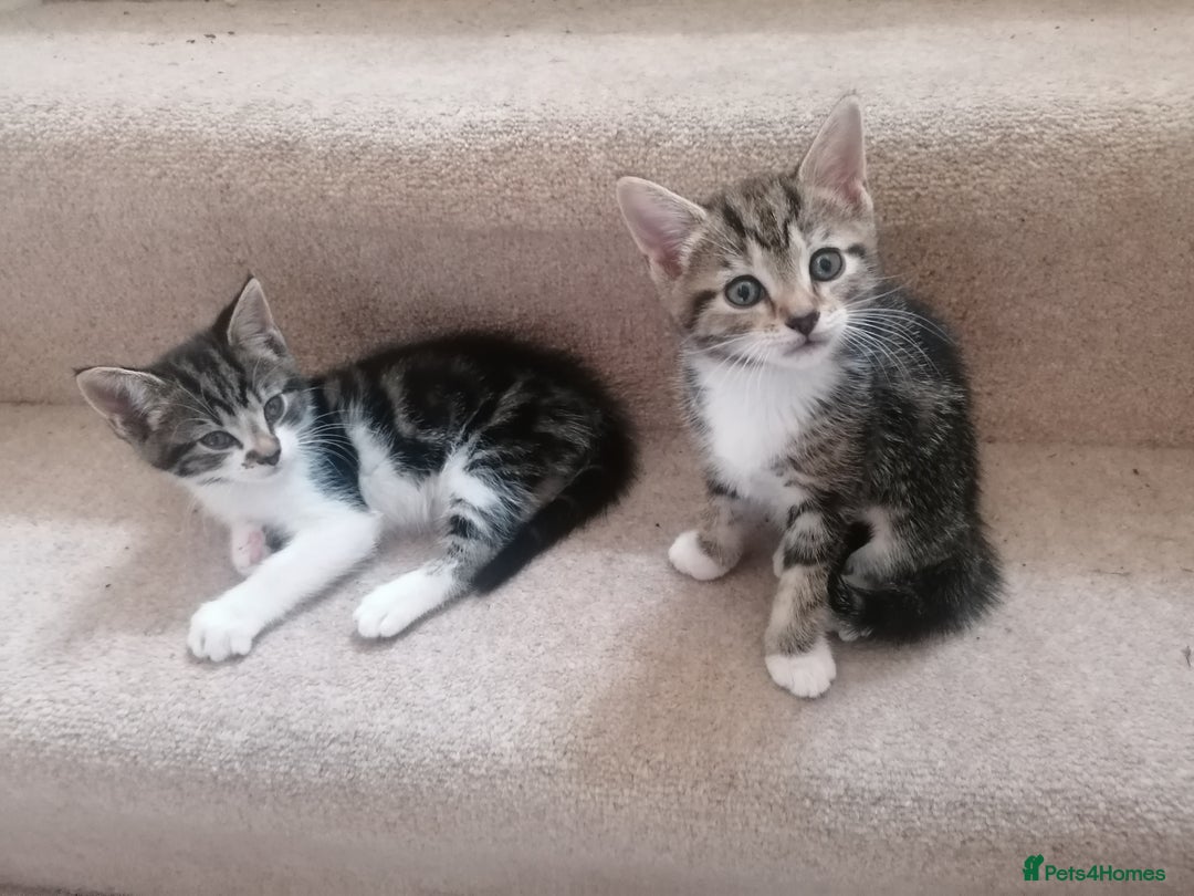 Mixed Breed cats for sale: Mixed litter very well handled Tabby kittens  - Image 7