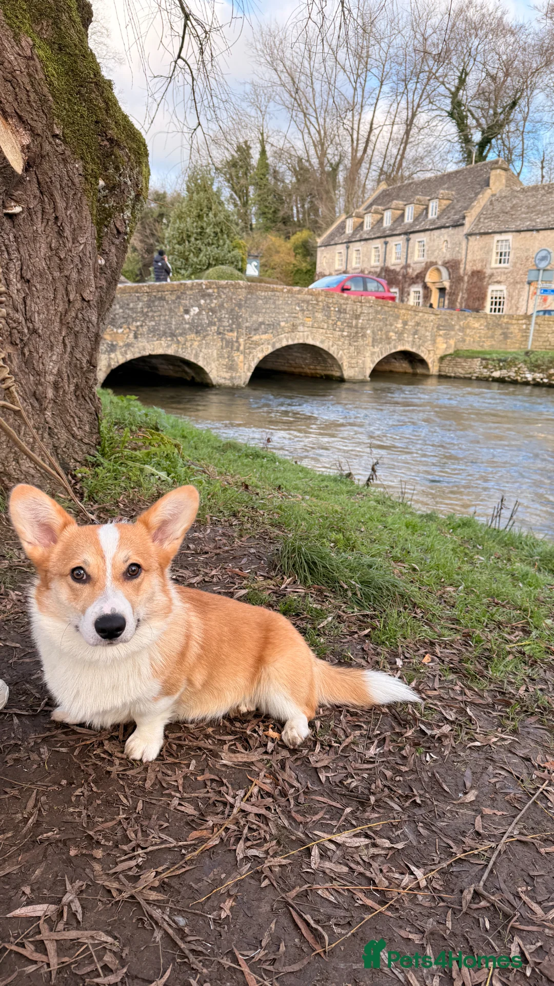 Welsh Corgi Pembroke dogs for stud: KC Registered Stud Dog | Excellent Health | London in London - Advert 4