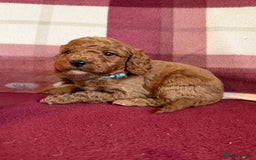 Labradoodle dogs for sale: Adorable Miniature Labradoodle F1bb Puppies🤩 - Image 23