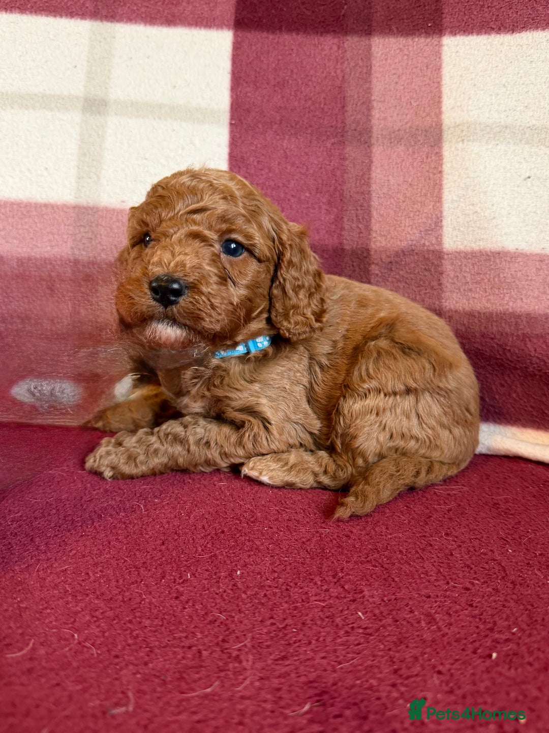 Labradoodle dogs for sale: Adorable Miniature Labradoodle F1bb Puppies🤩 - Image 23