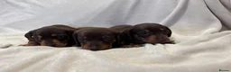 Miniature Dachshund dogs for sale: Pedigree Chocolate & Tan Miniature Dachshunds - Advert 6