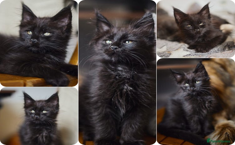 Maine Coon cats - Advert 1