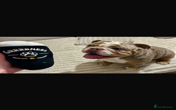 English Bulldog dogs for sale: Lovable English bulldog for adoption  - Advert 1