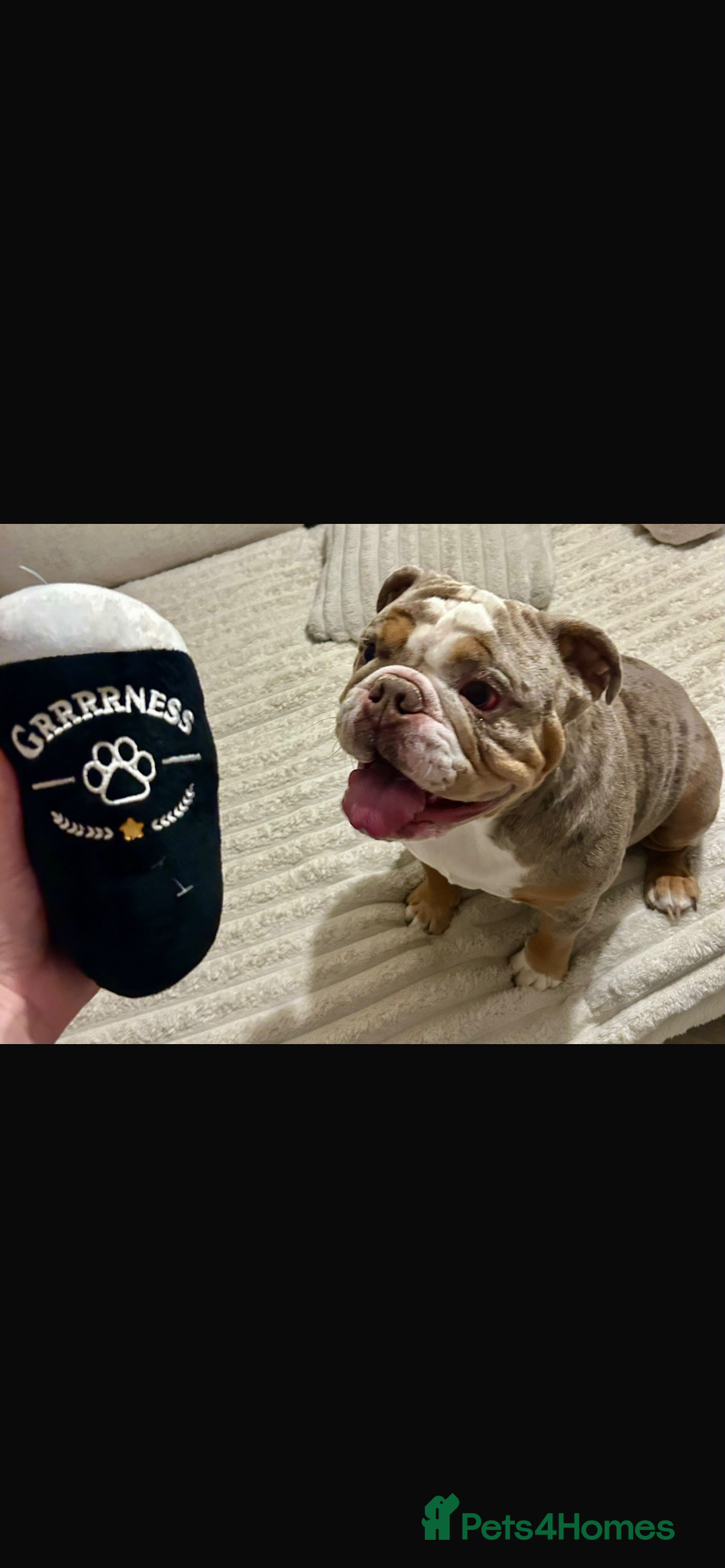 English Bulldog dogs for sale: Lovable English bulldog for adoption  - Advert 1