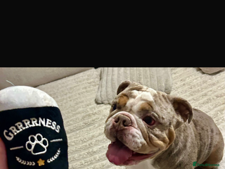 English Bulldog dogs Lovable English bulldog for adoption - Advert 1